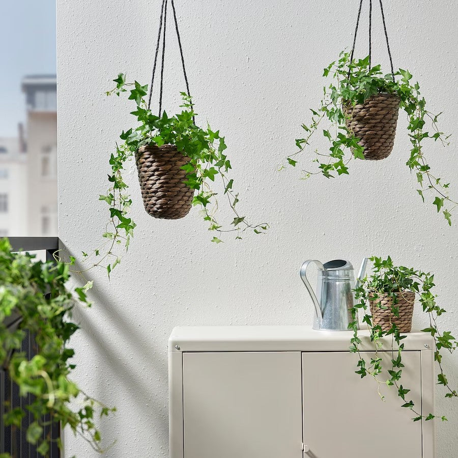 DRUVFLÄDER Hanging planter, water hyacinth/grey, 14 cm