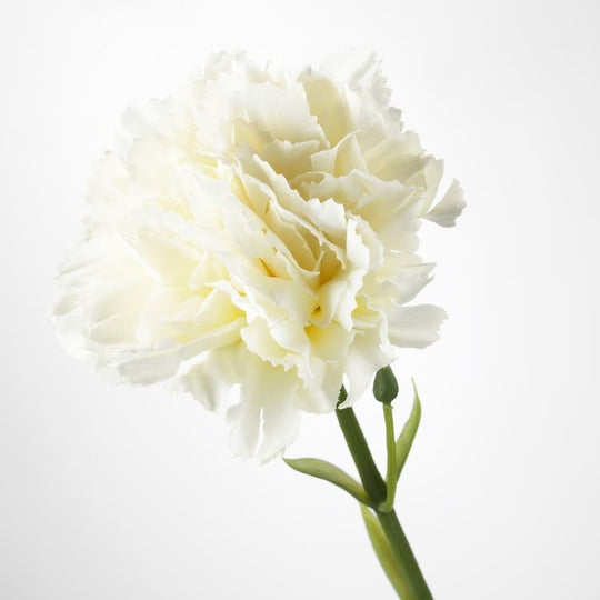 SMYCKA Artificial flower, carnation/white, 30 cm
